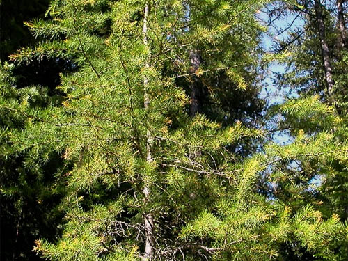 young larch tree Larix occidentalis, Sand Ridge Trailhead E of White Pass, Yakima County, Washington