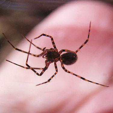 pimoid spider probably Pimoa curvata from pine cone, Sand Ridge Trailhead E of White Pass, Yakima County, Washington
