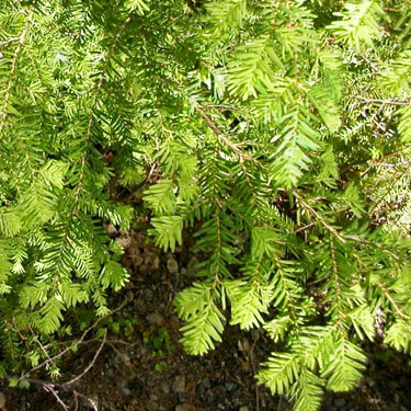 western hemlock foliage Tsuga heterophuylla, Sand Ridge Trailhead E of White Pass, Yakima County, Washington