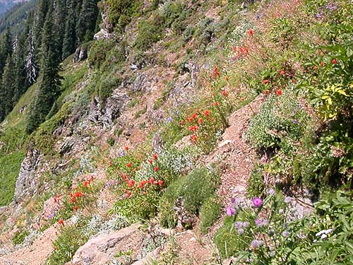 flowery environment of trail to Sauk Mountain, Skagit County, Washington
