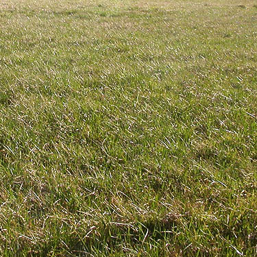 mowed meadow too short to sweep, Scenic Heights, Whidbey Island, Washington