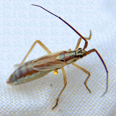 Heteroptera from grass, upper Schnebly Coulee, Kittitas County, Washington