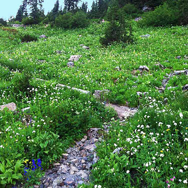 dry stream bed in meadow, east side of Chinook Pass, Yakima County, Washington