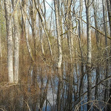 swamp habitat, Seeley Lake Park, Lakewood, Pierce County, Washington