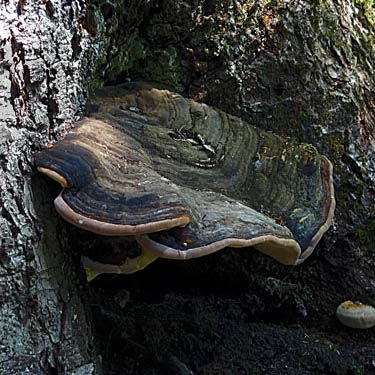 shelf fungus near Slide Lake, Skagit County, Washington