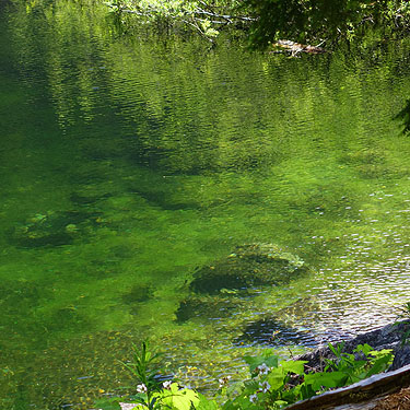 green effect in lake water, Slide Lake, Skagit County, Washington
