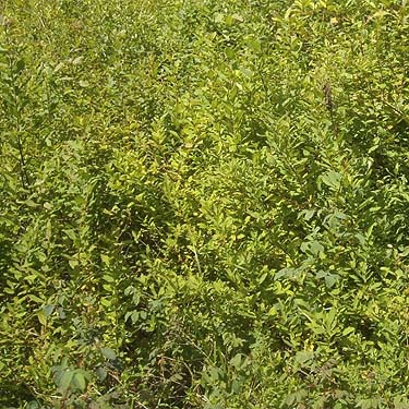 belt of woody shrubs around marsh, Spider Lake, Mason County, Washington