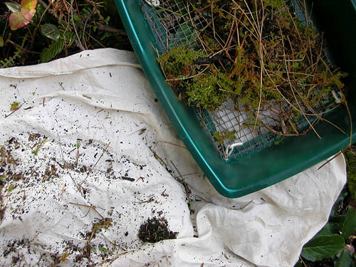 sifting unproductive Sphagnum moss, Square Lake, Kitsap County, Washington