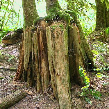 nurse stump, Squire Creek Park, Snohomish County, Washington