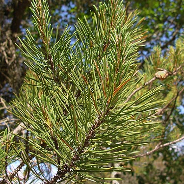 pine foliage Pinus contorta, powerline clearing 1.3 miles E of Squire Creek Park, Snohomish County, Washington