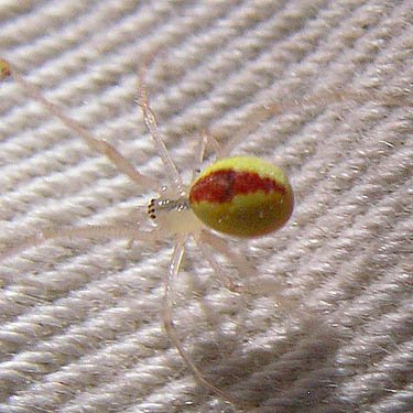 Theridion californicum from salal, powerline clearing 1.3 miles E of Squire Creek Park, Snohomish County, Washington