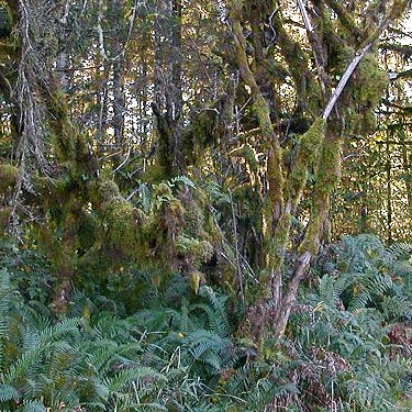 mossy trees, Sund Road, Grays Harbor County, Washington