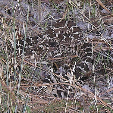 rattlesnake Crotalus viridis in Swakane Canyon, Chelan County, Washington