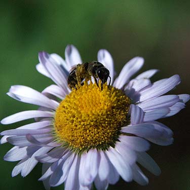 honey bee Apis mellifera on daisy, Tonga Ridge Road, King County, Washington