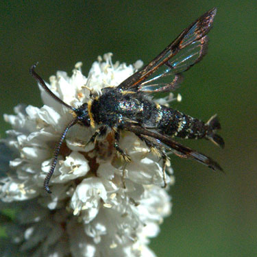 clearwing moth, Sesiidae, Tonga Ridge Trail, King County, Washington