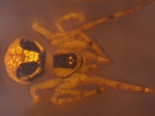 unknown Theridion spider species, Theridiidae, Tonga Ridge Road, King County, Washington