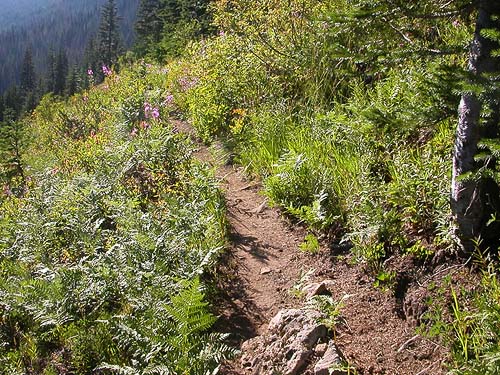 trail descending Mt. Sawyer, King County, Washington