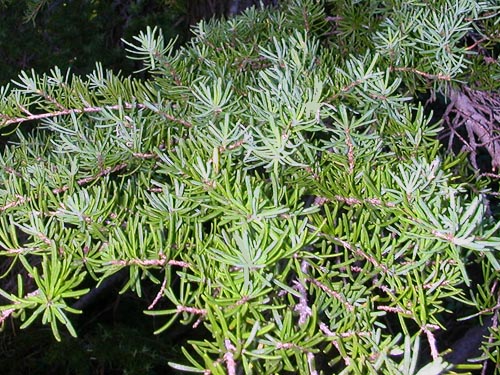 mountain hemlock foliage Tsuga heterophylla, Mt. Sawyer, King County, Washington