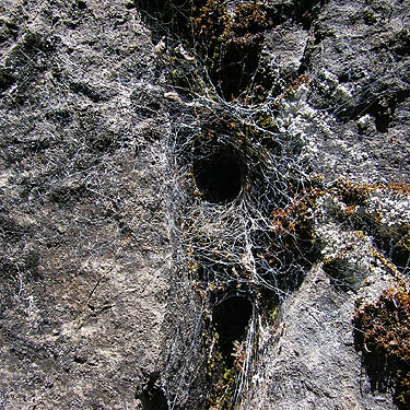 Callobius spider web Amaurobiidae on wall of gorge, Union Creek Falls, Yakima County, Washington