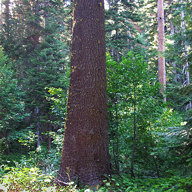 white pine Pinus monticola trunk, lower Union Creek, Yakima County, Washington