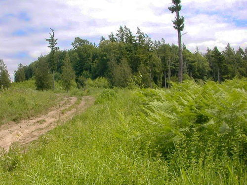 far side of meadow, Van Wyck Park site, King Mountain, Whatcom County, Washington
