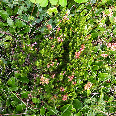 pink mountain-heather Phyllodoce empetriformis, Anderson Lake-Watson Lakes Trail junction, south central Whatcom County, Washington