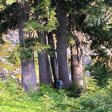 Fiona Rhodes goes looking for Jerry Austin, Anderson Lake-Watson Lakes Trail junction, south central Whatcom County, Washington