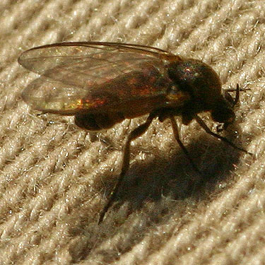 black-fly Simuliidae, Anderson-Watson Trail, south central Whatcom County, Washington