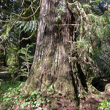 big red cedar trunk, N end of Lake Nahwatzel, Mason County, Washingtom