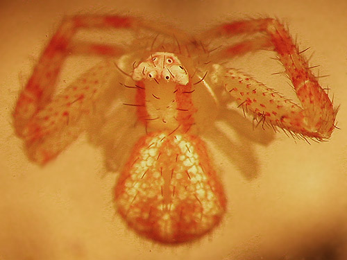 juvenile crab spider Misumenops sp., north end of Lake Nahwatzel, Mason County, Washington