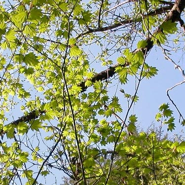 vine maple coming into leaf, N end of Lake Nahwatzel, Mason County, Washingtom