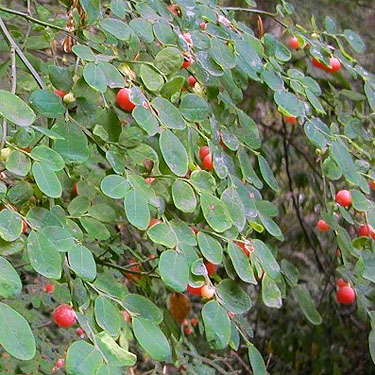 red huckleberries Vaccinium parvifolium, Wynoochee River Fish Collection Facility, Grays Harbor County, Washington