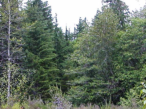 young fir stand at end of field, Wynoochee River Fish Collection Facility, Grays Harbor County, Washington