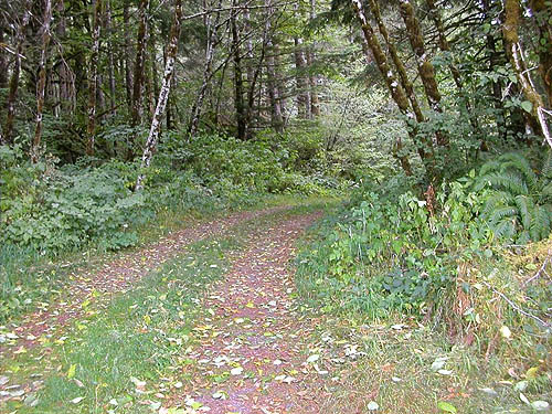 dirt road through the forest, Wynoochee River Fish Collection Facility, Grays Harbor County, Washington