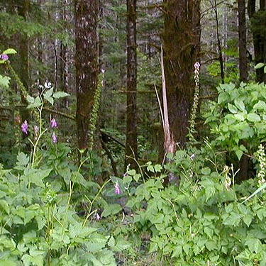 Gap accessing the forest, Wynoochee River Fish Collection Facility, Grays Harbor County, Washington