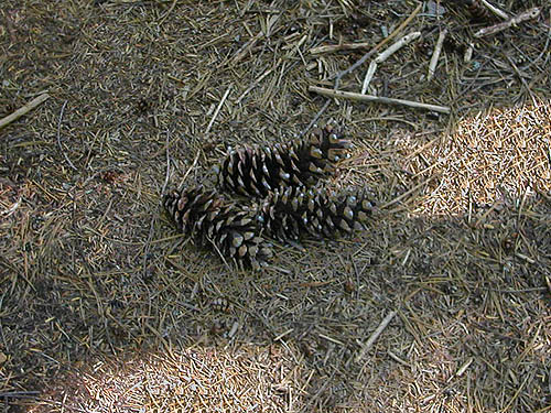 Laurel Ramseyer's patteran of pine cones, summit ridge of Mount Zion, Clallam County, Washington