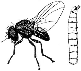 drawing of adult fly and larva