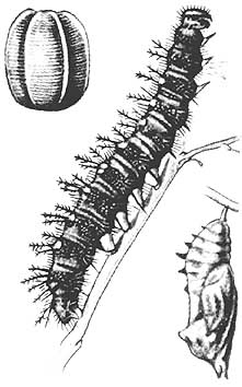 drawing of mourning-cloak egg larva & pupa
