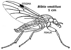 drawing of march fly shows stigma and femur