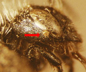 photo of mason bee head with mite under eye