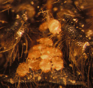 Chaetodactylus mites (hypopus) on mason bee venter, color photo