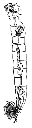 drawing of phantom midge larva