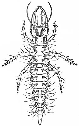 drawing of lacewing larva