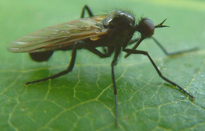 color photo of adult Empis lucida from Iceland