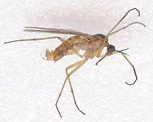 Empis trigramma, color photo of dead male from England