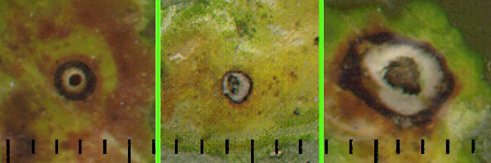 leaf miner exit holes scanned from holly leaves