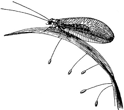 drawing of lacewing adult & eggs
