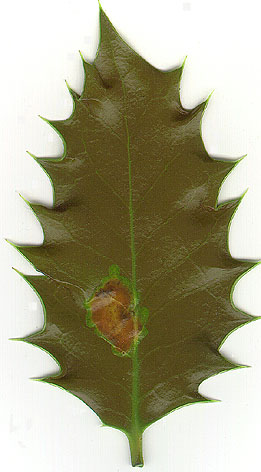 scanned holly leaf with leaf miner damage