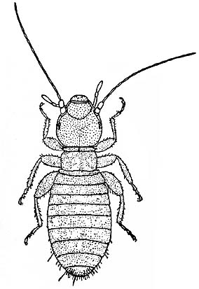 drawing of booklouse