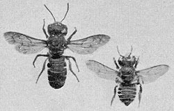 b&w photo of two Megachile species adults